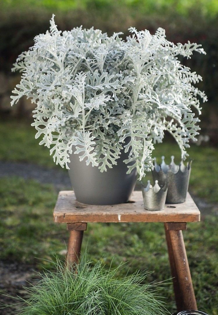 Silver dust (Dusty Miller / Silver Ragwort )